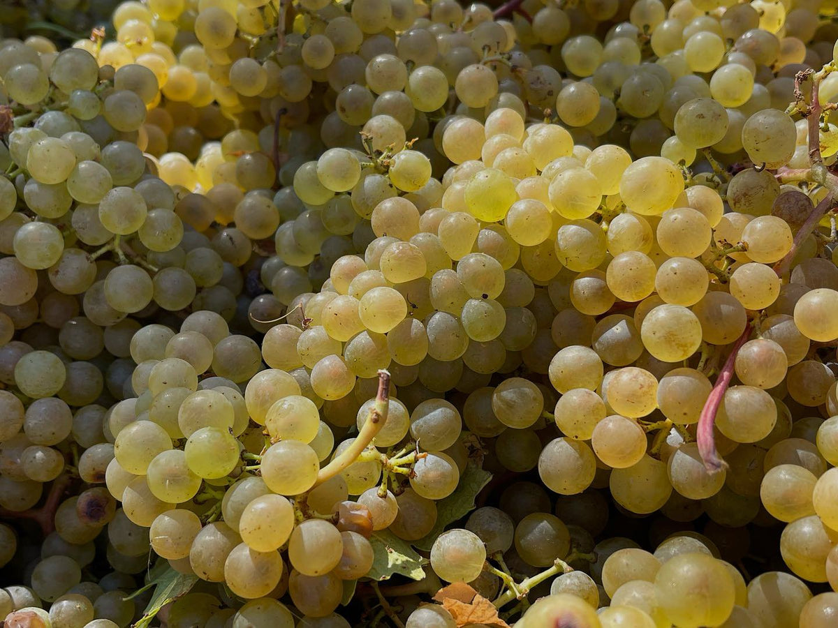 Organic Chenin Blanc Australia | Loire Valley & Local Wines – Drink FAB